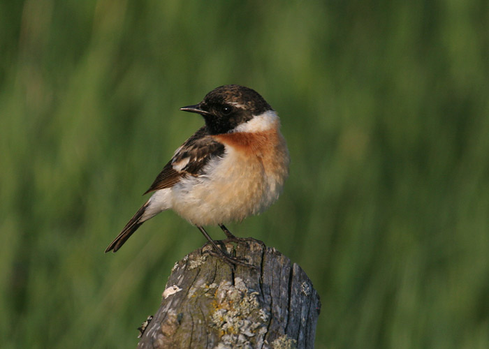 Niidu-kaelustäks (Saxicola torquata maurus)
Vaisi, Läänemaa, 17.5.2010

Margus Ots
Keywords: stonechat