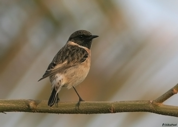 Kaelustäks (Saxicola torquata)
Egiptus, jaanuar 2010
Keywords: stonechat