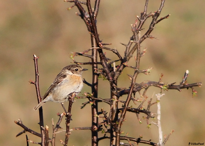 Kaelustäks (Saxicola torquatus)
Spithami, Läänemaa, 18.5.2011

Antud isendi alamliigiline kuuluvus on ebaselge.

UP
Keywords: stonechat