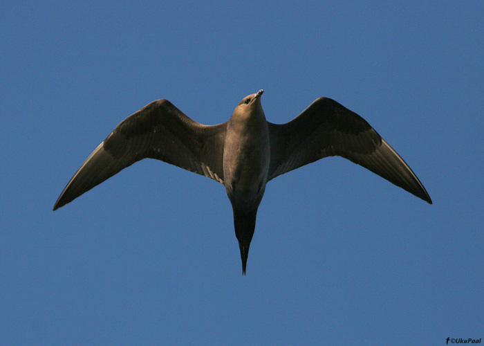 Söödikänn (Stercorarius parasiticus)
Põõsaspea, Läänemaa, 16.5.2009

UP
Keywords: arctic skua