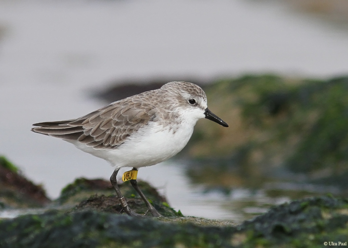 Hallrüdi (Calidris pusilla)
Peruu, sügis 2014

UP
Keywords: SEMIPALMATED SANDPIPER