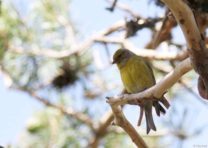 Kuusevint (Serinus citrinella)
Hispaania 2014

UP
Keywords: citril finch