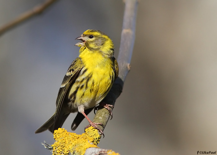 Koldvint (Serinus serinus)
Pärnumaa, aprill 2010

UP
Keywords: serin