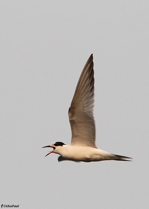 Jõgitiiru noorlind (Sterna hirundo)
Tartumaa, august 2010

UP
Keywords: common tern