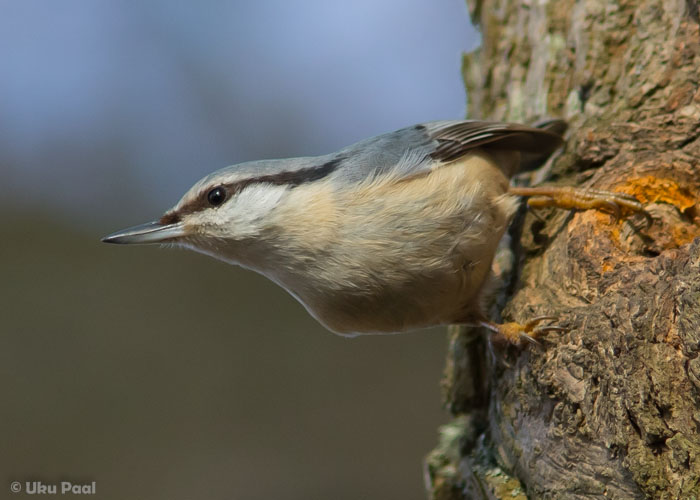 Puukoristaja (Sitta europaea)
Tartumaa, märts 2016

UP
Keywords: nuthatch