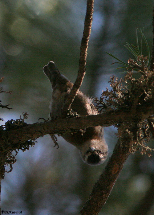 Punapugu-puukoristaja (Sitta krueperi)
Akseki, august 2008
Keywords: kruper's nuthatch