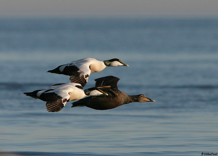 Hahk (Somateria molissima)
Põõsaspea, Läänemaa, 2.5.2009

UP
Keywords: eider