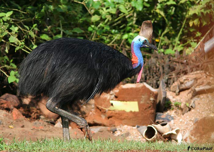 Kiiverkaasuar (Casuarius casuarius)
Mission Beach, Detsember 2007. Tegemist on ühe ohtlikuma linnuga maailmas.
Keywords: southern cassowary