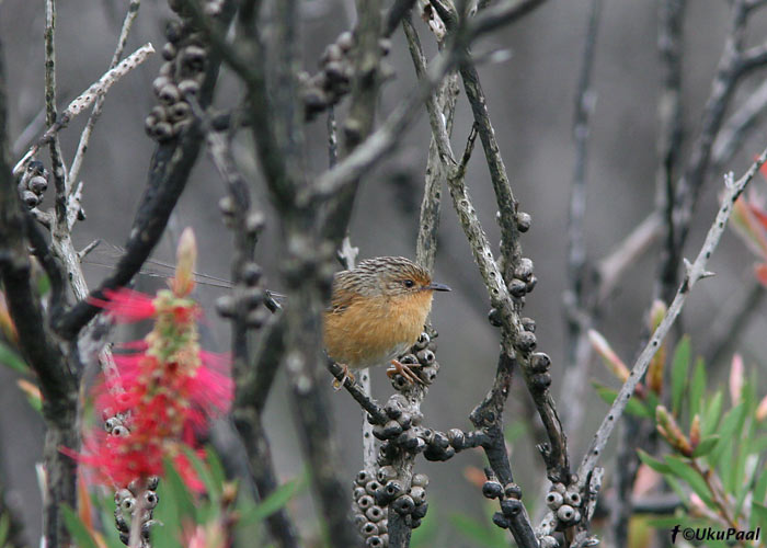 Ranniku-ohesaba (Stipiturus malachurus)
Victoria, November 2007. Raskesti leitav värvuline.
Keywords: southern emu-wren