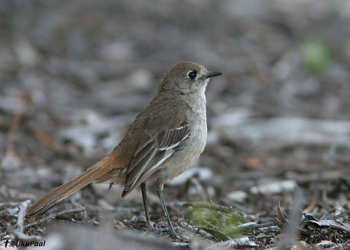 (Drymodes brunneopygia)
Little Desert NP, Detsember 2007. Haruldane mallee-maastiku lind.
Keywords: southern scrub-robin