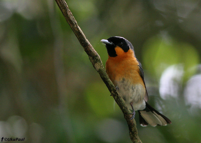 (Monarcha trivirgatus)
Julatten, Detsember 2007
Keywords: spectacled monarch