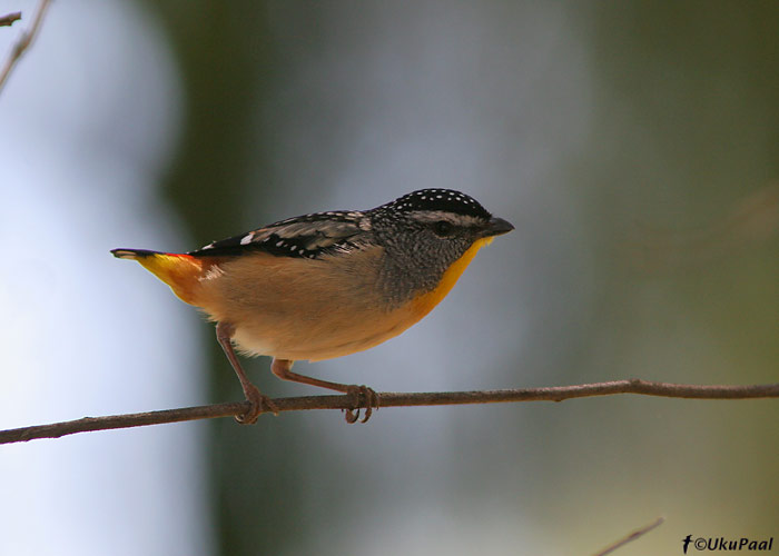 Täpik-teemantlind (Pardalotus punctatus)
Mt Taylor, November 2007
Keywords: spotted pardalote