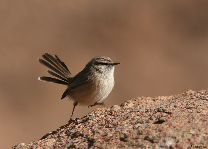 Kõrbe-puhmalind (Scotocerca inquieta)
Egiptus, jaanuar 2010
Keywords: scrub warbler