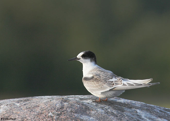 Randtiiru (Sterna paradiseae) noorlind
Kihnu, juuli 2013

UP
Keywords: arctic tern