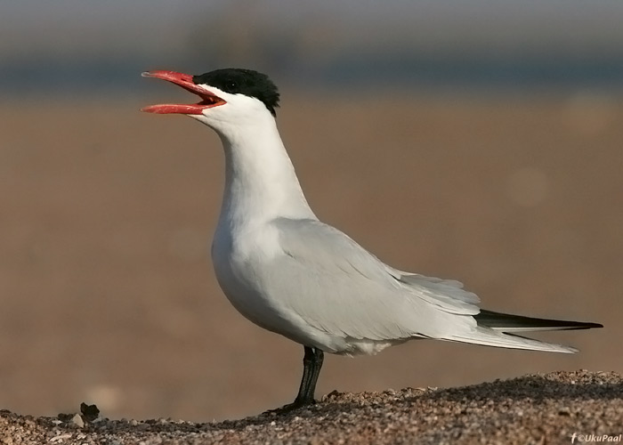 Räusk (Sterna caspia)
Egiptus, jaanuar 2010
Keywords: caspian tern