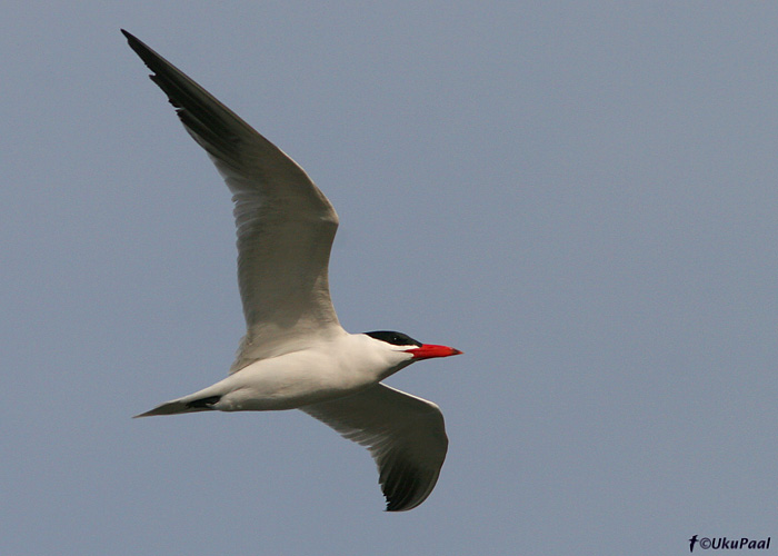 Räusk (Sterna caspia)
Sõrve säär, Saaremaa, 26.5.2008

UP
Keywords: caspian tern