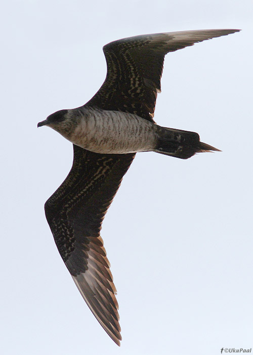 Söödikänn (Stercorarius parasiticus)
Kihnu, juuli 2013. Noorlind.

UP
Keywords: arctic skua