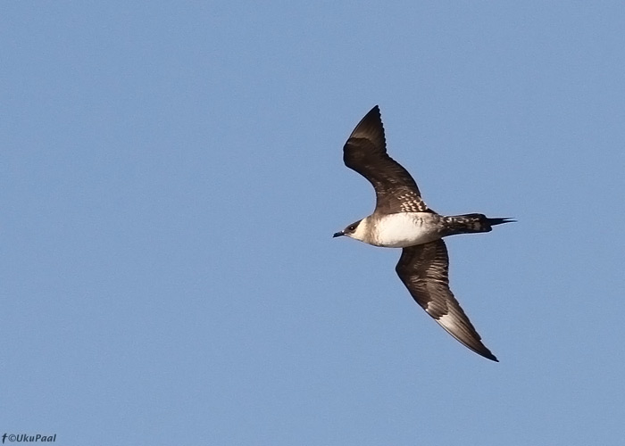 Söödikänn (Stercorarius parasiticus)
Sõrve säär, Saaremaa, 21.7.2013. 2.a. lind.

UP
Keywords: arctic skua