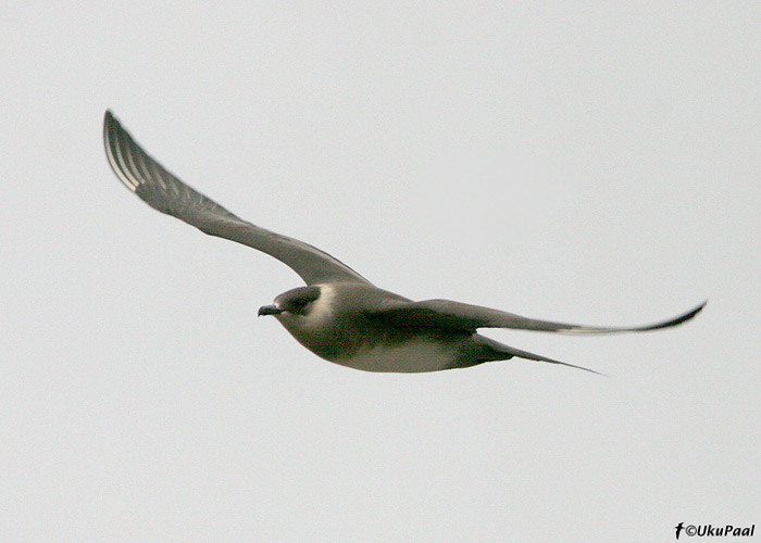 Söödikänn (Stercorarius parasiticus)
Vardo, Norra, juuni 2008. Kahe Norras veedetud päeva jooksul nägin üle 100 isendi. Varangeri fjord on hea koht ännide määramise õppimiseks.
Keywords: arctic skua jaeger