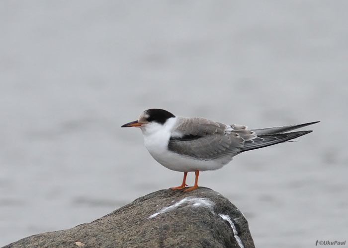 Jõgitiiru (Sterna hirundo) noorlind
Kihnu, juuli 2013

UP
Keywords: common tern