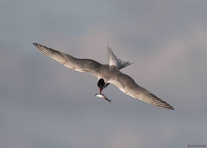 Jõgitiir (Sterna hirundo)
Läänemaa, august 2013

UP
Keywords: common tern