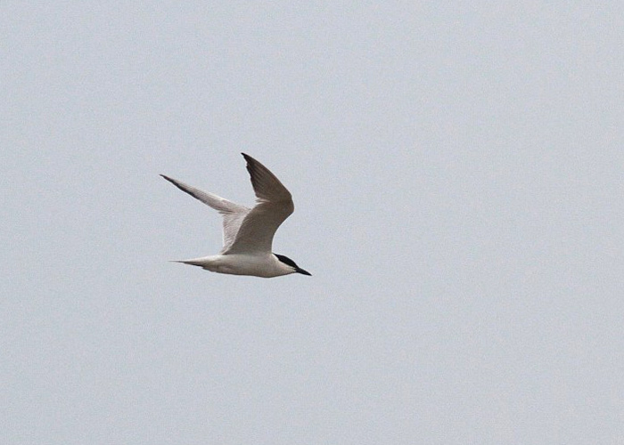 Naerutiir (Gelochelidon nilotica)
Haeska, Läänemaa, 19.5.2011. 4 .vaatlus Eestis. 4th record for Estonia.

Markku Nurminen
Keywords: gull-billed tern