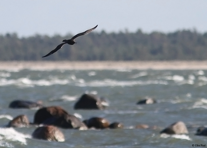 Laisaba-änn (Stercorarius pomarinus) 1a
Põõsaspea neem, 29.9.2014

UP
Keywords: pomarine skua