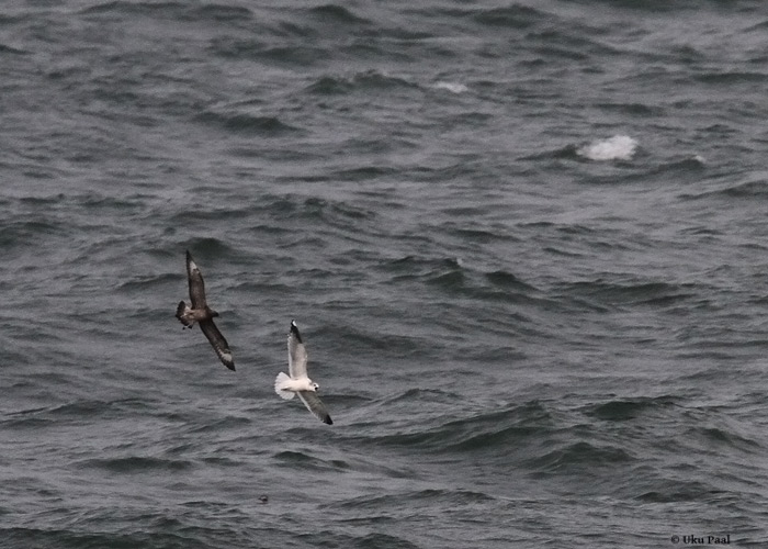 Laisaba-änn (Stercorarius pomarinus) ja kalakajakas (Larus canus)
Ristna, Hiiumaa, 2.11.2013

UP
Keywords: pomarine skua