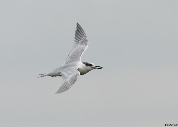 Tutt-tiir (Sterna sandvicensis)
Põõsaspea, 5.9.2009

UP
Keywords: sandwich tern