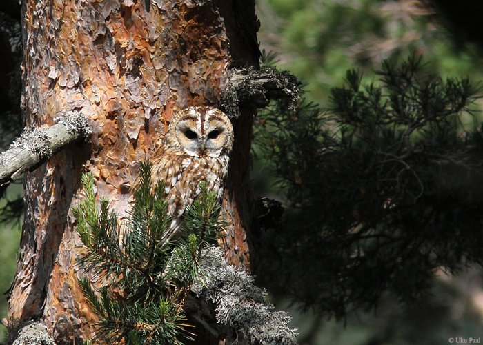 Kodukakk (Strix aluco)
Hispaania 2014

UP
Keywords: tawny owl