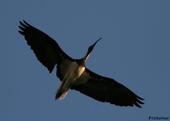 Kaelusiibis (Threskiornis spinicollis)
Kerang, Detsember 2007
Keywords: straw-necked ibis