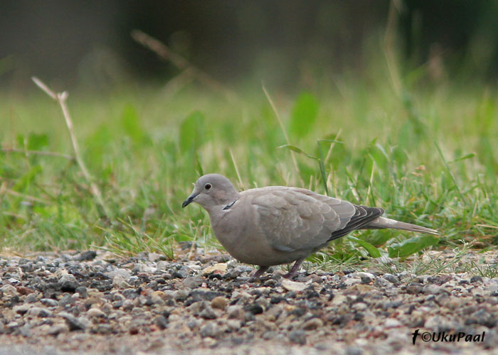 Kaelus-turteltuvi (Streptopelia decaocto)
Puhja, Tartumaa, 18.06.2007

UP
Keywords: collared dove