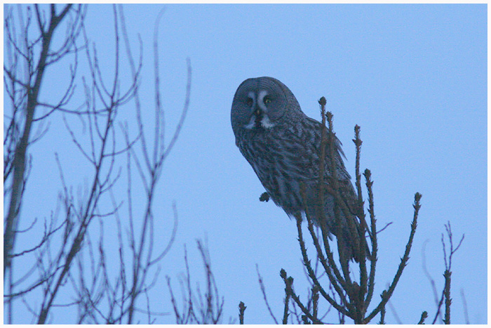 Habekakk (Strix nebulosa)
Ida-Virumaa, 6.2.2011

Andres Aruoja
Keywords: great grey owl