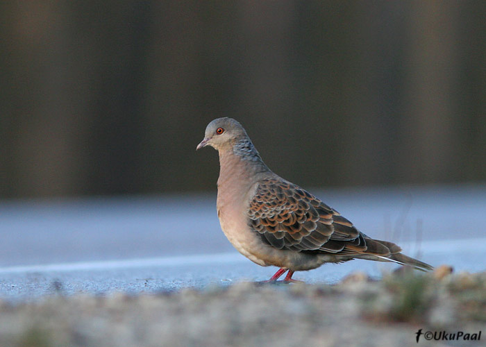 Suur-turteltuvi (Streptopelia orientalis meena)
Piirumi, Pärnumaa, 17.11.07. Uus liik Eestile. First for Estonia.

UP
Keywords: oriental turtle dove