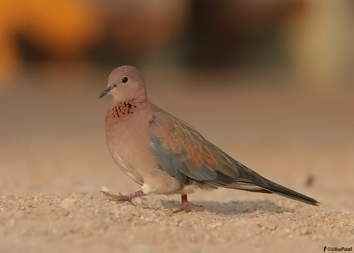 Küla-turteltuvi (Streptopelia senegalensis)
Egiptus, jaanuar 2010
Keywords: laughing dove