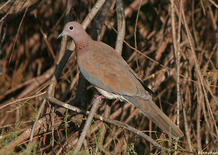 Küla-turteltuvi (Streptopelia senegalensis)
Ma’Agan Mikhael

UP
Keywords: laughing dove