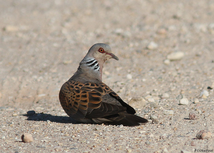 Turteltuvi (Streptopelia turtur)
Tartumaa, august 2013.

UP
Keywords: turtle dove