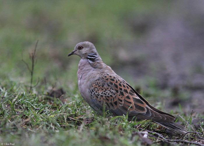 Turteltuvi (Streptopelia turtur) 1a
Seliste, Pärnumaa, 17.12.2014. Eesti 2. talvine vaatlus. 2nd winter-record for Estonia.

UP
Keywords: turtle dove