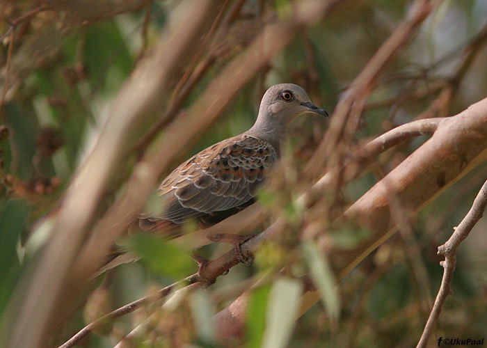 Turteltuvi (Streptopelia turtur)
Göksu delta, august 2008

Keywords: turtle dove