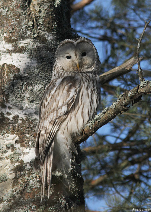 Händkakk (Strix uralensis)
Pärnumaa, märts 2013

UP
Keywords: ural owl