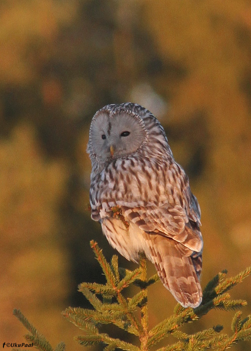 Händkakk (Strix uralensis)
Järvamaa, märts 2013

UP
Keywords: ural owl