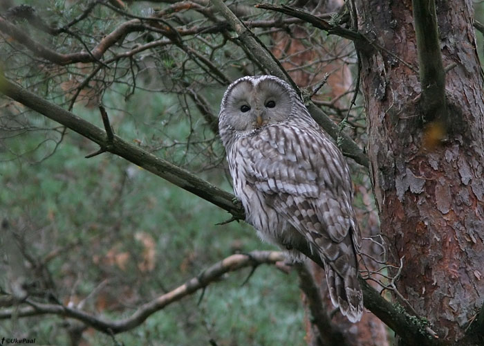 Händkakk (Strix uralensis)
Läänemaa, oktoober 2009

UP
Keywords: ural owl
