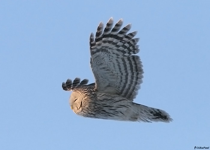 Händkakk (Strix uralensis)
Põlvamaa, 1.1.2010

UP
Keywords: ural owl