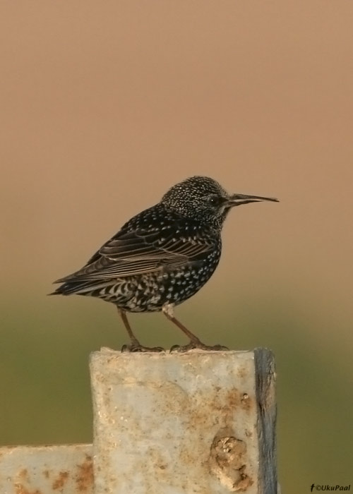 Kuldnokk (Sturnus vulgaris)
Egiptus, jaanuar 2010
Keywords: starling aberrant