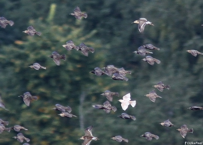 Leukistlik kuldnokk (Sturnus vulgaris)
Tüki, Tartumaa, 4.9.2013

UP
Keywords: starling