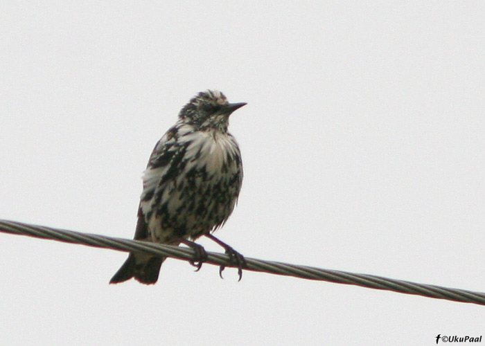 Poolalbinootiline kuldnokk (Sturnus vulgaris)
Ilmatsalu, Tartumaa, 8.9.2008
Keywords: starling