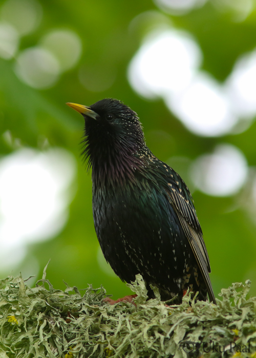 Kuldnokk (Sturnus vulgaris)
Läänemaa, mai 2018

Uku Paal
Keywords: starling