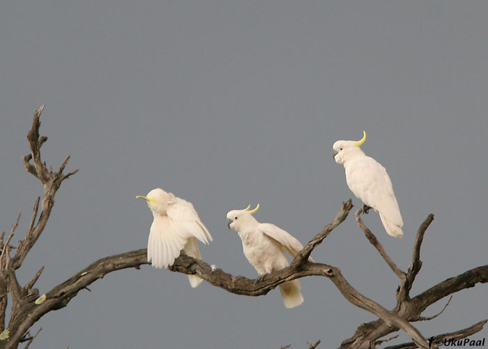 Kollatutt-kakaduu (Cacatua galerita)
Wyperfeld NP, Detsember 2007
Keywords: sulphur crested cockatoo