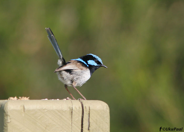 Salu-tikksaba (Malurus cyaneus)
Superb Fairy-wren, Detsember 2007
Keywords: superb fairy-wren