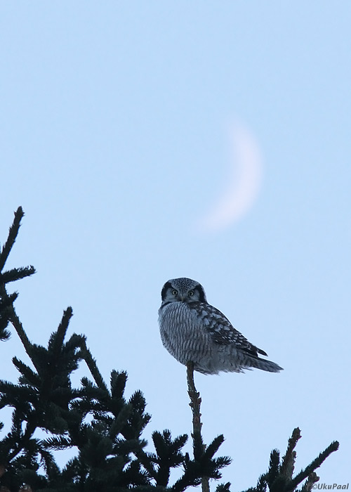 Vöötkakk (Surnia ulula)
Avaste, Raplamaa, 16.1.2013

UP
Keywords: hawk owl